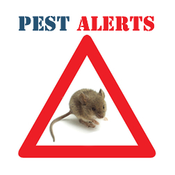 Pest Alert - MICE! - Contact Pesky Critters Pest Control